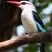 Woodland Kingfisher